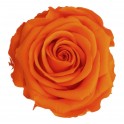 Orange konservierte Rose