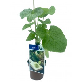 Planta de wasabi (vaso de 11 cm ø)