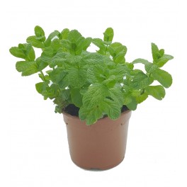 Menta