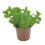 Menta