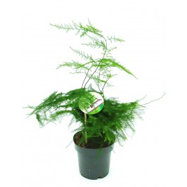 Esparreguera plumosa (test 12 cm Ø)