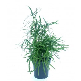 Calluna