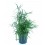 Calluna