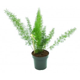 Asparagus myersii o cola de zorro (maceta 12 cm Ø)