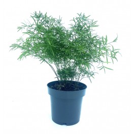 Calluna