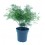 Calluna