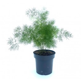 Calluna