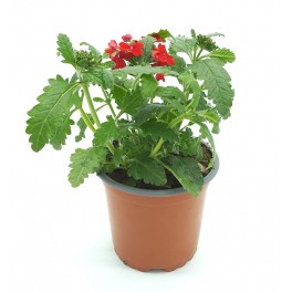Verveine