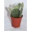 Cactus (maceta 5,5 cm ø)