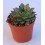 Cactus (maceta 5,5 cm ø)