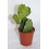 Cactus (maceta 5,5 cm ø)