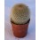 Cactus (maceta 5,5 cm ø)