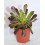 Cactus (maceta 5,5 cm ø)