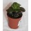 Cactus (maceta 5,5 cm ø)