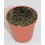 Cactus (maceta 5,5 cm ø)