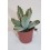 Cactus (maceta 5,5 cm ø)
