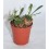 Cactus (maceta 5,5 cm ø)