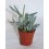 Cactus (maceta 5,5 cm ø)