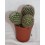 Cactus (maceta 5,5 cm ø)