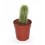 Cactus (maceta 5,5 cm ø)