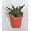 Cactus (maceta 5,5 cm ø)