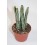 Cactus (maceta 5,5 cm ø)