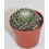 Cactus (maceta 5,5 cm ø)