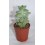 Cactus (maceta 5,5 cm ø)