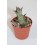 Cactus (maceta 5,5 cm ø)