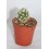 Cactus (maceta 5,5 cm ø)