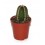 Cactus (maceta 5,5 cm ø)