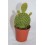 Cactus (maceta 5,5 cm ø)