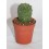 Cactus (maceta 5,5 cm ø)