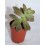 Cactus (maceta 5,5 cm ø)