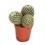 Cactus (maceta 5,5 cm ø)