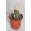 Cactus (maceta 5,5 cm ø)