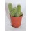 Cactus (maceta 5,5 cm ø)