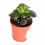 Cactus (maceta 5,5 cm ø)
