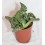 Cactus (maceta 5,5 cm ø)