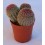 Cactus (maceta 5,5 cm ø)