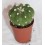 Cactus (maceta 5,5 cm ø)