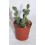Cactus (maceta 5,5 cm ø)