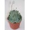 Cactus (maceta 5,5 cm ø)