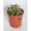 Cactus (maceta 5,5 cm ø)