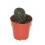 Cactus (maceta 5,5 cm ø)