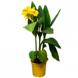 Canna (vaso 17 cm ø)
