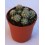 Cactus (maceta 5,5 cm ø)