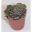 Cactus (maceta 5,5 cm ø)