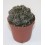 Cactus (maceta 5,5 cm ø)