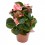 Calluna